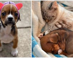 Special Needs Pup Wears Helmet That Helps Her Fit In With Her Kitty Best Friends