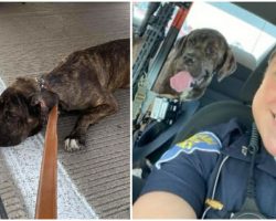 State Trooper and Bystanders Rescue Scared, Neglected Puppy Abandoned on Interstate