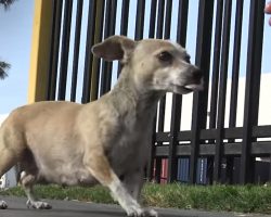 Stray Dog Just Had Puppies Somewhere, Leads Rescuers Into A Shipping Yard