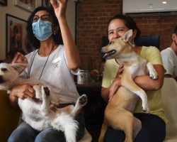 A Puppy Cafe Was Started To Bring Awareness To Stray Dogs & Help Find Them Homes