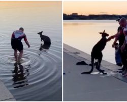 Thankful Kangaroo Offers Handshake After Being Rescued From Freezing Lake