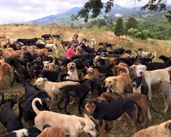 Territorio De Zaguates Is The Largest Dog Shelter In Recorded History