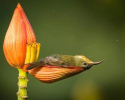 Wildlife photographer captures ‘once-in-a-lifetime moment’ of bird bathing in a flower petal