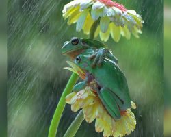 Wildlife Photographer Captures Sweetest Photo of Two Frogs Cuddling Under Flower in the Rain