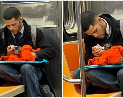 Man Spotted Bottle-Feeding Tiny Stray Kitten On Subway Is Restoring People’s Faith In Humanity