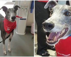 Heroic Greyhound Saves Lives of 88 Dogs – All By Donating Blood