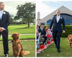 Wounded Veteran Gets Married With His Service Dog As His Best Man