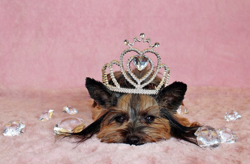5 Most Popular Royal Dog Breeds