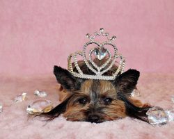 5 Most Popular Royal Dog Breeds