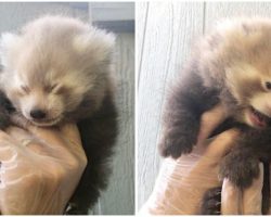 Zoo Celebrates Birth of Adorable Twin Baby Red Panda Cubs, Part of Endangered Species Recovery
