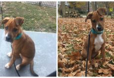 A dog showed up on a woman’s lawn — then she discovered it was her old foster puppy