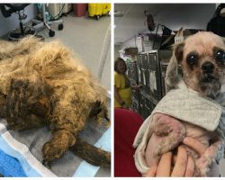 Rescuers Give Abandoned Dog Covered in Years of Matted Fur a Brand New Start