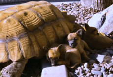 Abandoned Puppies Befriend A Lonesome Giant Tortoise