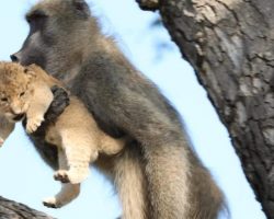 Baboon Adopts and Grooms Lion Cub In Kruger National Park