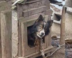 Blind Dog Chained For 13 Years Gets To Live His Golden Days In Freedom