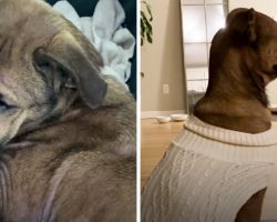 Dog Saved From Euthanasia Stared At The Wall For Weeks – Finally Asks Mom For Pets