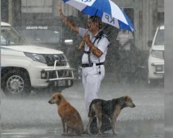 During Heavy Rainstorm, Cop Shares Umbrella With Stray Dogs