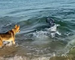 Curious Dolphin Swims Close To Shore And Plays With Dog