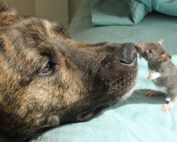 Depressed Rescue Dog Becomes Best Friends With A Rat – They Are Inseparable