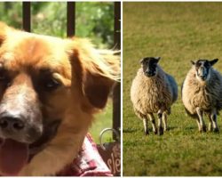 Lost Dog Who Went Missing After Car Crash Found at a Farm Herding Sheep