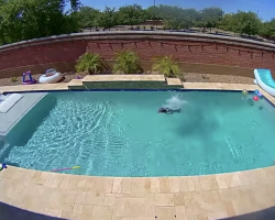 Dog Jumps For Joy When He Realizes No One’s Looking & Has The Pool All To Himself