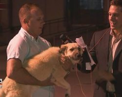 Dog Reunites With The Soldier Who Rescued & Adopted Her In Iraq On Live Television