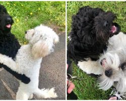 Dog Siblings Meet On The Street, Immediately Recognize Each Other, & Have a Sweet Reunion