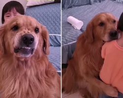 Loyal Dog Protects Crying Girl As She Is Being Told Off By Her Mother