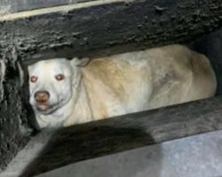 Firefighters Rescue Dog Trapped in Air Vent Inside Orlando Home