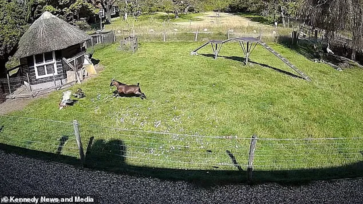 Farm Animals Rush To Protect Chicken Friend from Hawk Attack