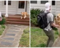 High Flying Golden Retriever Greets Owner By Leaping Into His Arms Every Day