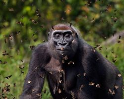 Striking Photo of Gorilla Surrounded by Butterflies Wins Grand Prize in International Nature Photography Contest