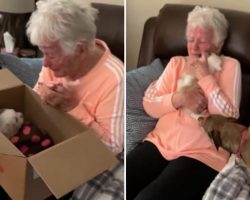 Grandma Bursts into Tears of Joy After Being Surprised with a New Puppy