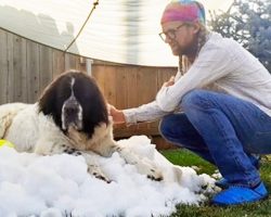 Ice Rink Helps Dying Dog Enjoy One Last ‘Snow Day’