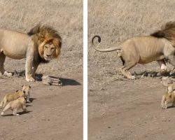 Lion Dad Tries To Ditch His Kids