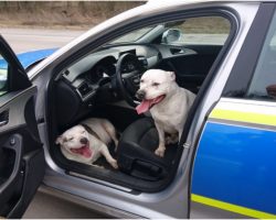 Lost Dogs Rescue Themselves By Finding A Police Car & Hopping Inside