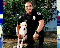 Police officer adopts a puppy after finding him in a stolen vehicle