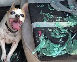 Police Smash Car Window to Save Dog Who Was Left in a Hot Car with 123-Degree Heat