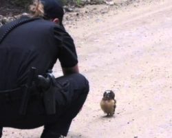 Police Officer And A Baby Owl Have The Cutest Conversation Ever