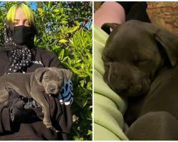 Singer & Songwriter Billie Eilish Fosters Two Pit Bulls Puppies During Quarantine — Decides to Adopt One of the Pups