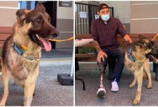 Rescue Dog With Amputated Leg Adopted By A Veteran Who Lost A Leg While On Duty