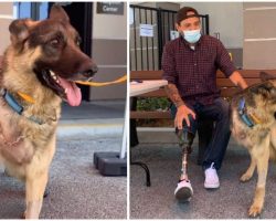 Rescue Dog With Amputated Leg Adopted By A Veteran Who Lost A Leg While On Duty