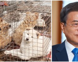 South Korean President Suggests Ban on Eating Dog Meat: ‘Hasn’t the time come?’