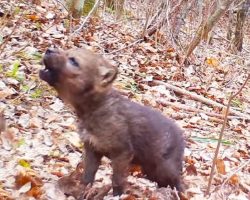 The First Howls of a Wolf Pup Caught On Traffic Camera