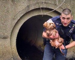 Police Officer Goes In Barefoot to Save a Runaway Puppy Who Got Stuck in a Tunnel