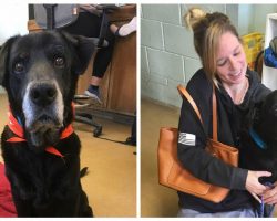 Woman Adopts Senior Shelter Dog with the Same Name and Uncanny Resemblance to her Late Dog Who Just Died