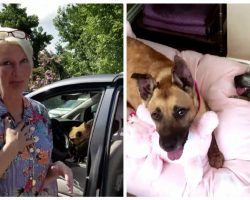 Woman Walks into Animal Shelter, Asks for the Most Unadoptable Dogs and Goes Home with Three