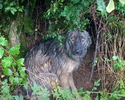 Abandoned Dog Waited In The Pouring Rain For Her Family To Come Back For Her