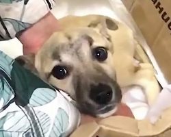 Dog Was Abandoned In The Dump In A Box All Because She Was Hurt