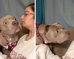 Mom Partakes In ‘Bark At Your Dog’ Challenge, Pooch Has Hilarious Reaction